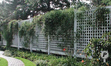 lattice privacy fence with vines