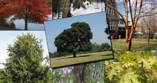 18 Trees That Can Be Tapped For There Sap