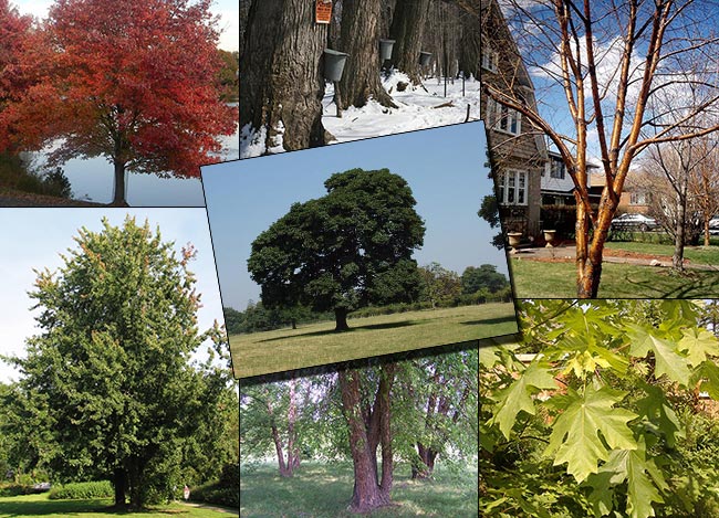 18 Trees That Can Be Tapped For There Sap 