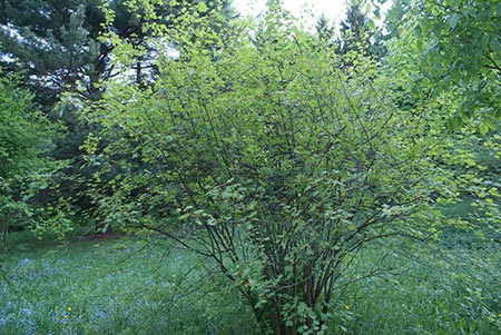 Rocky Mountain maple