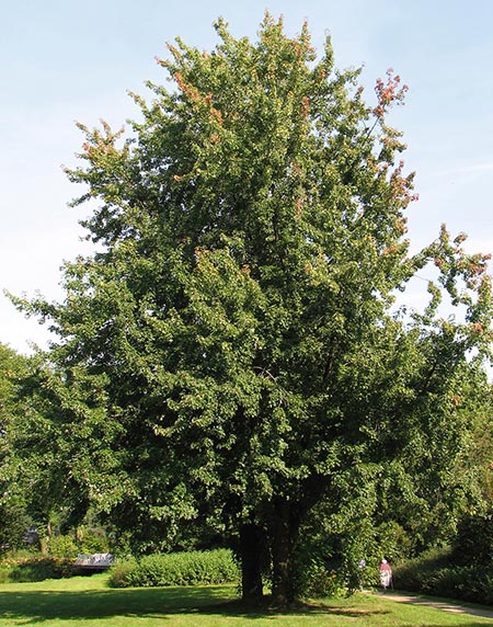 Acer_saccharinum