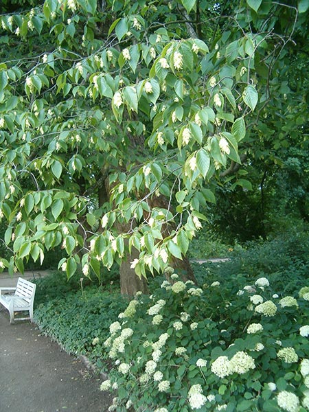 American hophornbeam