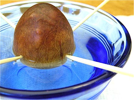 Avocado
