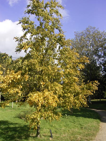 Betula lenta