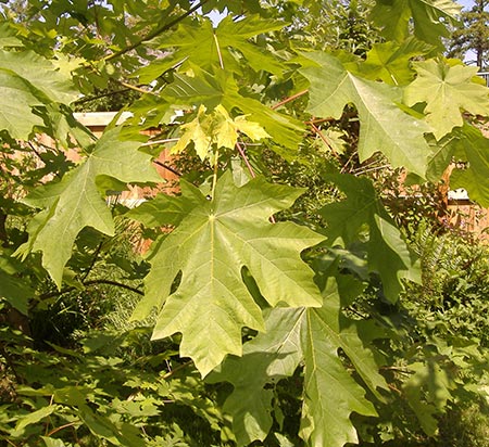 Bigleaf maple