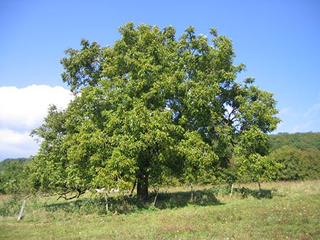 English walnut 