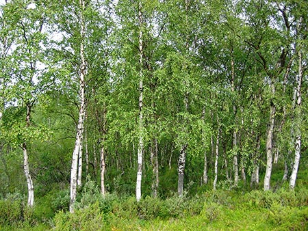 European white birch