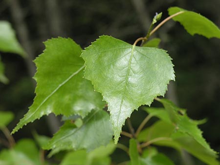 Gray birch