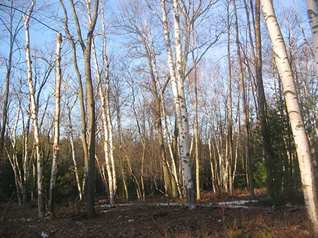 Paper birch