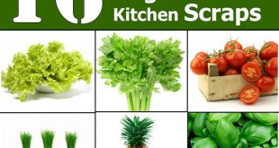 Re-Grow Yourself from Kitchen Scraps