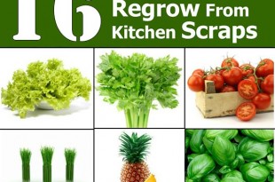 Re-Grow Yourself from Kitchen Scraps