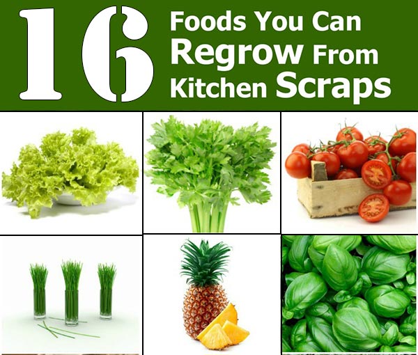 Re-Grow Yourself from Kitchen Scraps