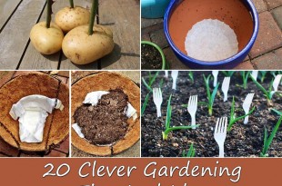 20 Clever Gardening Tips And Ideas