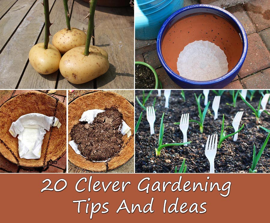 20 Clever Gardening Tips And Ideas