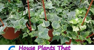 6 House Plants That Reduce Humidity Levels