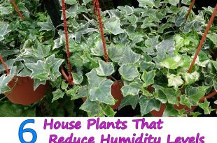6 House Plants That Reduce Humidity Levels