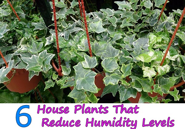 6 House Plants That Reduce Humidity Levels