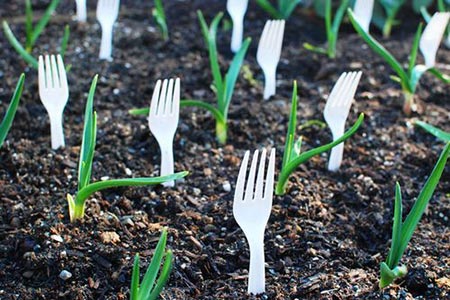 Keeping Cats Out of Your Vegetable Beds 