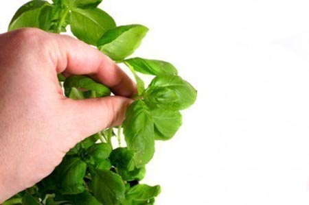 Making Herbs Bigger Through Pinching