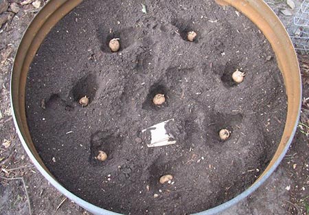 Simple Steps to Grow a Hundred Pounds of Potatoes in a Barrel 