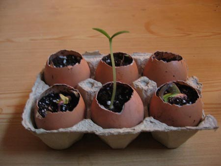 Eggshell Seed Starters