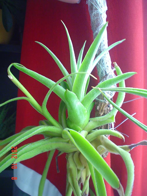 Tillandsia Cacticola