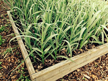 Garlic