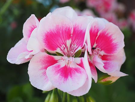 Geraniums
