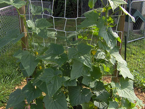 How To Build a Simple Cucumber Trellis