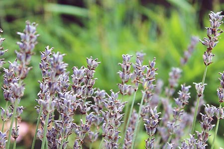 Lavender