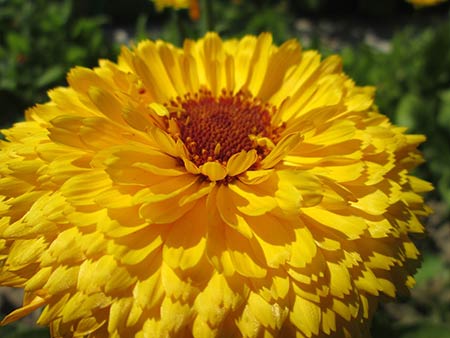 Marigolds