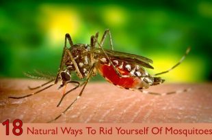 Natural-Ways-To-Rid-Yourself-Of-Mosquitoes