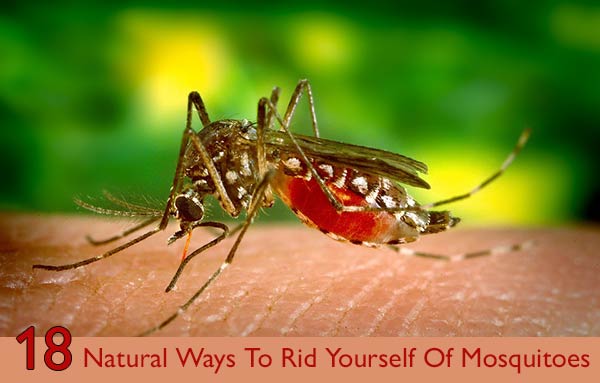 Natural-Ways-To-Rid-Yourself-Of-Mosquitoes