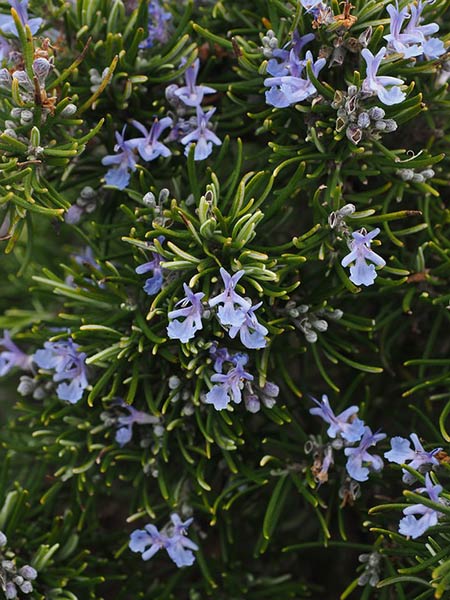 Rosemary