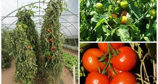 High Yield Tomato Plants: 50-80 lbs per Plant