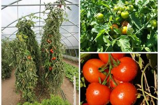 High Yield Tomato Plants: 50-80 lbs per Plant