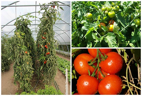 High Yield Tomato Plants: 50-80 lbs per Plant
