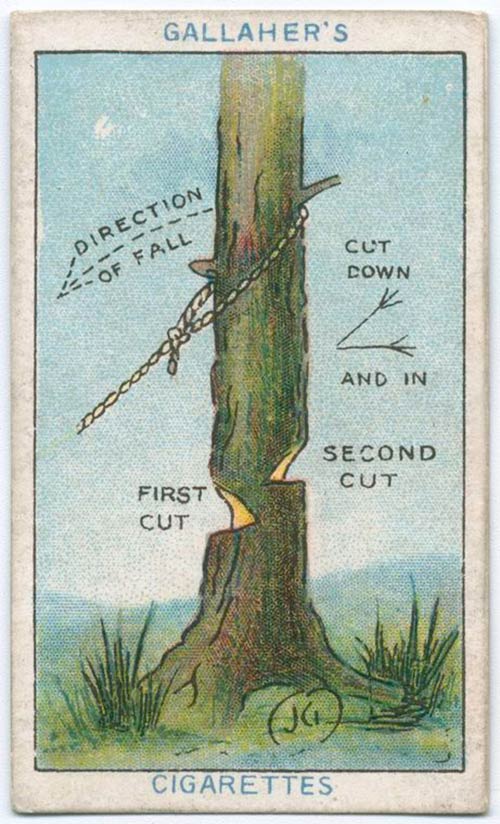 How to fell a tree