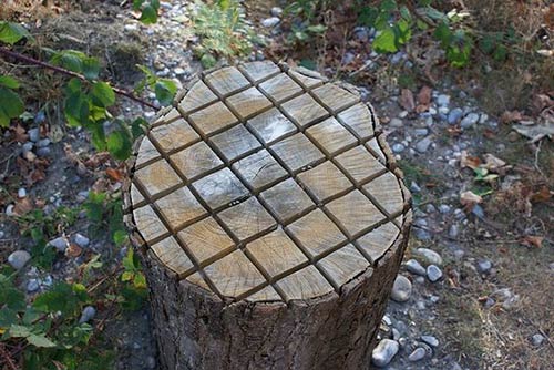Chess Board Tree Stump