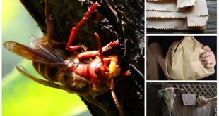 Keep Wasps Away With a Brown Paper Bag