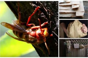 Keep Wasps Away With a Brown Paper Bag