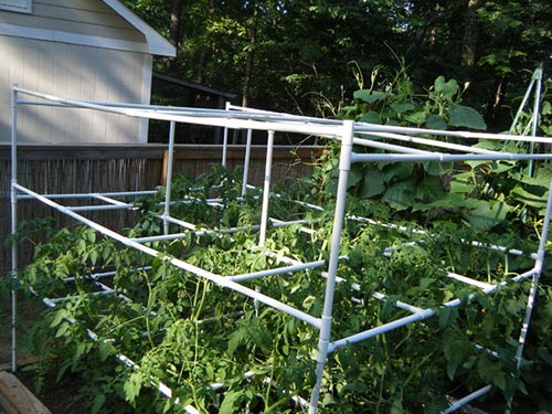 Tomato Cage with PVC