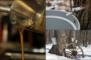 How to Make Maple Syrup