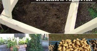 How To Grow 100 Pounds Of Potatoes in 4 Square Feet