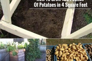 How To Grow 100 Pounds Of Potatoes in 4 Square Feet