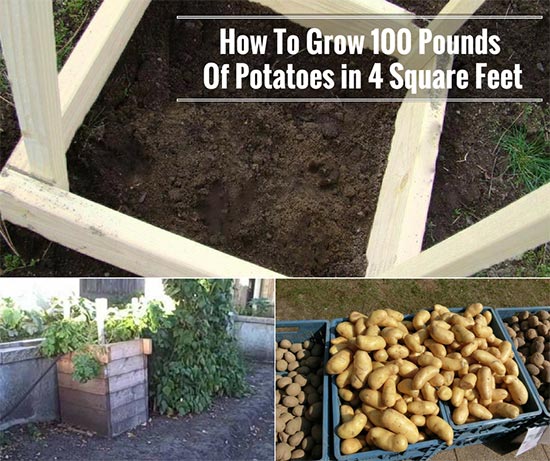 How To Grow 100 Pounds Of Potatoes in 4 Square Feet