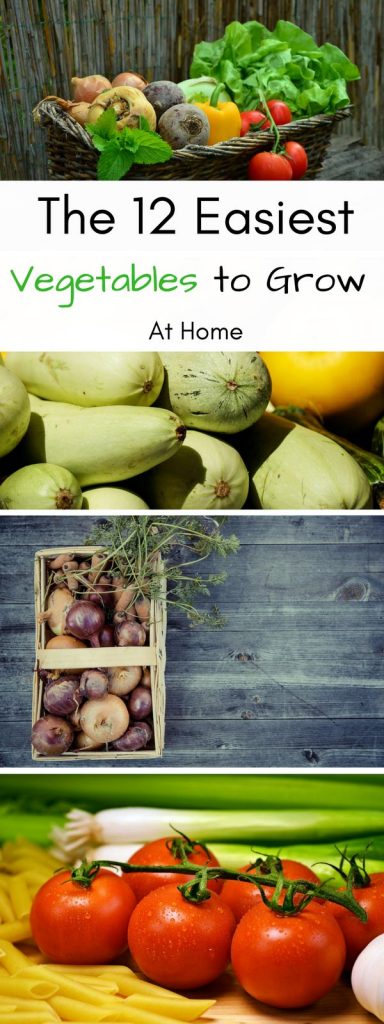 12 Easiest Vegetables to Grow at home