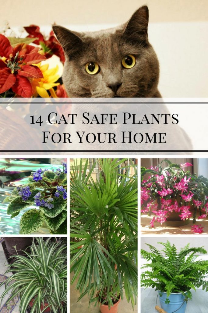 14 Cat Safe Plants For Your Home