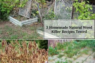 3 Homemade Natural Weed Killer Recipes Tested