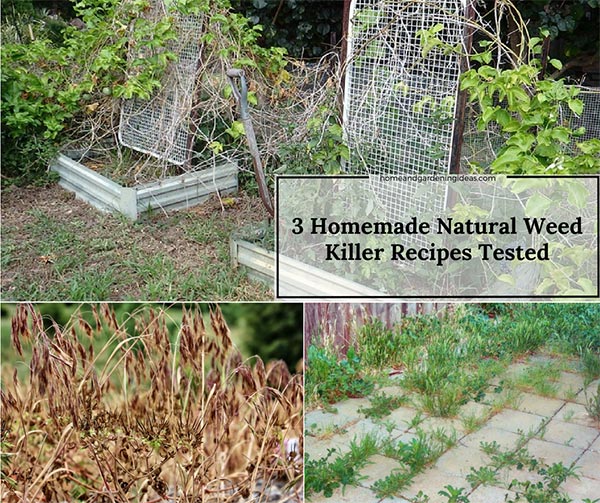 3 Homemade Natural Weed Killer Recipes Tested 